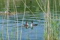 Great crested grebes