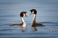 Great crested grebes playing love dance Royalty Free Stock Photo