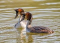 Great Crested Grebes - Podiceps cristatus Royalty Free Stock Photo