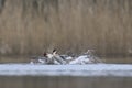 Great Crested Grebe fighting on the Somerset Levels, United Kingdom Royalty Free Stock Photo