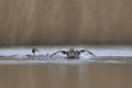 Great Crested Grebe fighting on the Somerset Levels, United Kingdom Royalty Free Stock Photo