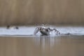 Great Crested Grebe fighting on the Somerset Levels, United Kingdom Royalty Free Stock Photo