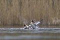 Great Crested Grebe fighting on the Somerset Levels, United Kingdom Royalty Free Stock Photo