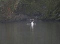 Great crested grebes on a foggy lake