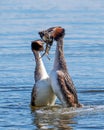 Great Crested Grebes - Podiceps cristatus performing their courtship display. Royalty Free Stock Photo