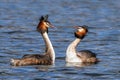 Great Crested Grebes - Podiceps cristatus, performing their courtship display.