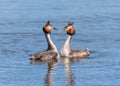 Great Crested Grebes - Podiceps cristatus preparing for their courtship dance.