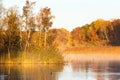 Great Crested Grebes swimming in dawn fog on the lake Royalty Free Stock Photo