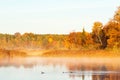 Great Crested Grebes swimming in a lake Royalty Free Stock Photo