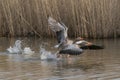 Great Crested GrebTwo Greylag Goose Anser anser  taking off from water.e, waterbird Podiceps cristatus on nest. Royalty Free Stock Photo