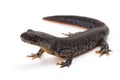 Great Crested Newt