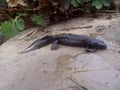 Great crested newt