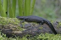 Great-crested newt, Triturus cristatus,