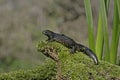 Great-crested newt, Triturus cristatus, Royalty Free Stock Photo