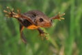 Great Crested Newt Triturus cristatus swimming in the water. Green background with water plants. Royalty Free Stock Photo