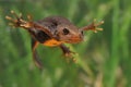 Great Crested Newt Triturus cristatus swimming in the water. Green background with water plants. Royalty Free Stock Photo