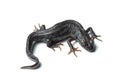 Great crested newt (Triturus cristatus) on white Royalty Free Stock Photo