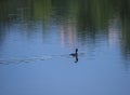 Great crested with small fish in bill Podiceps cristatus swimming on clear blue lake with colorful water reflection