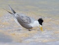 Great Crested Tern in Australia Royalty Free Stock Photo