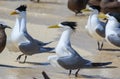 Great Crested Tern in Australia Royalty Free Stock Photo