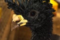 Great Curassow Royalty Free Stock Photo