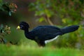 Great Curassow, Crax rubra, big black bird with yellow bill in the nature habitat, Costa Rica. Wildlife scene from tropic forest.