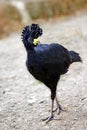 Great Curassow Crax rubra from Costa Rica