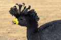 Great Curassow Crax rubra from Costa Rica