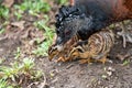 Great Curassow (Crax rubra) female with chick, taken in Costa Rica