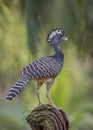 Female Great Curassow, Costa Rica