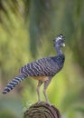 Female Great Curassow, Costa Rica