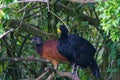 Great Curassow (Crax rubra) female and male, taken in Costa Rica