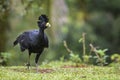 Great Curassow - Crax rubra