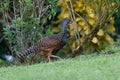 The great curassow Crax rubra Royalty Free Stock Photo