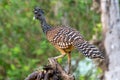 The great curassow Crax rubra