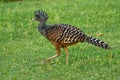 Great Curassow - Crax rubra large, pheasant-like bird from the Neotropical rainforests, from Mexico, through Central America to