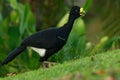 Great Curassow - Crax rubra large, pheasant-like bird from the Neotropical rainforests, from Mexico, through Central America to