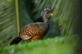 Great Curassow - Crax rubra large, pheasant-like bird from the Neotropical rainforests, from Mexico, through Central America to