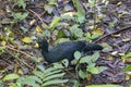 Great curassow, Crax rubra, in a rainforest