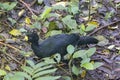 Great curassow, Crax rubra, in a rainforest Royalty Free Stock Photo