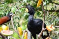 Great curassow, male