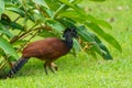 Great Curassow (Crax rubra) female, taken in Costa Rica