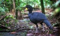 Great currasow Crax rubra male Royalty Free Stock Photo