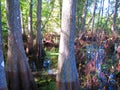 Great Cypress swamp Royalty Free Stock Photo