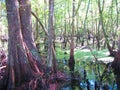 Great Cypress swamp Royalty Free Stock Photo