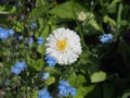 Great daisy and Forget-Me-Not flowers in the garden