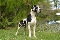 Great Dane Royalty Free Stock Photo