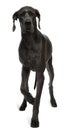 Great Dane, 15 months old, walking Royalty Free Stock Photo