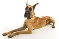 Great Dane Royalty Free Stock Photo