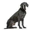Great Dane, 6 years old, sitting Royalty Free Stock Photo